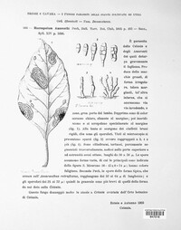 Alternaria amaranthi image